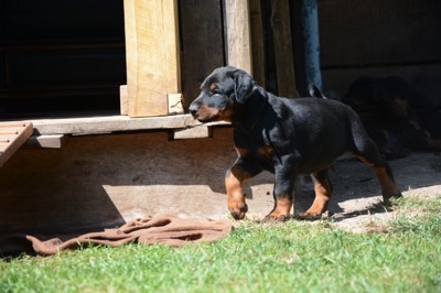 DobermannCanisExcelsitas