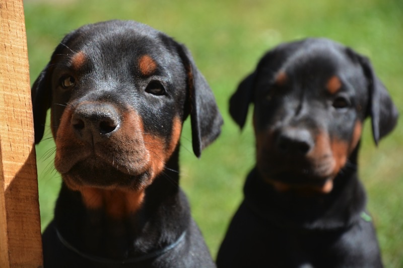 DobermannCanisExcelsitas