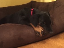 Dobermann von CanisExcelsitas