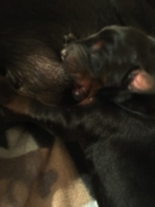 Dobermann von Canis Excelsitas