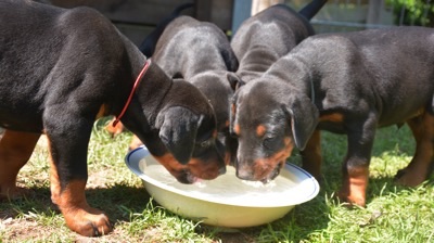 DobermannCanisExcelsitas