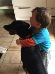 Dobermann von CanisExcelsitas